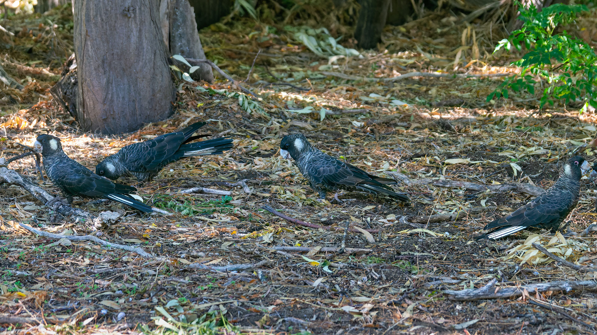 Yanchep National Park - Carnabys Weißohr-Rabenkakadu